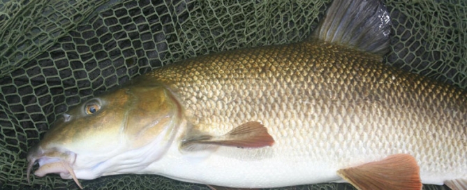 The Barbel Society Pete's River Diary Archives - The Barbel Society